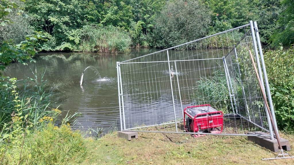 Mehrere tote Fische im Schlossteich