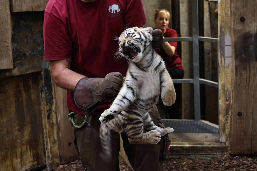 Tigernachwuchs-im-Allwetterzoo-M-nster-So-entwickeln-sich-die-Welpen