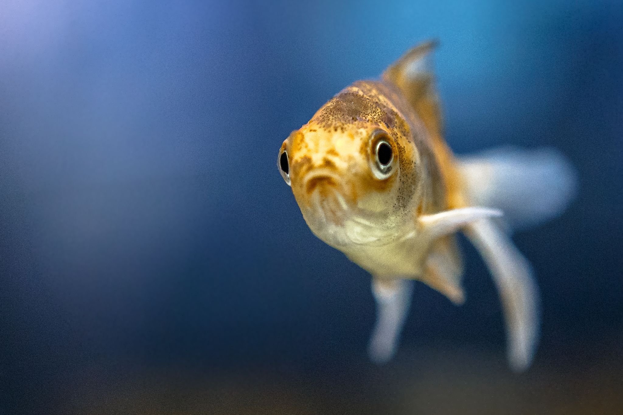 Wie erkenne ich, dass es meinen Fischen schlecht geht?