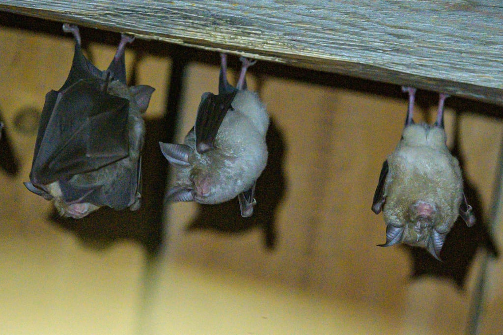 Auszeichnung-f-r-Fledermausforscherin-aus-M-nster