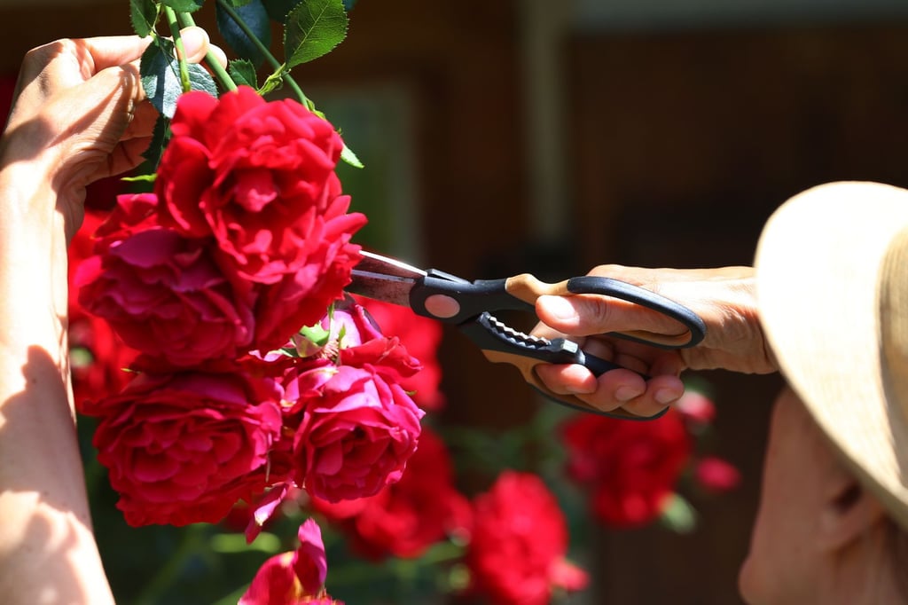 Die richtige Rosenpflege im Spätsommer und Herbst