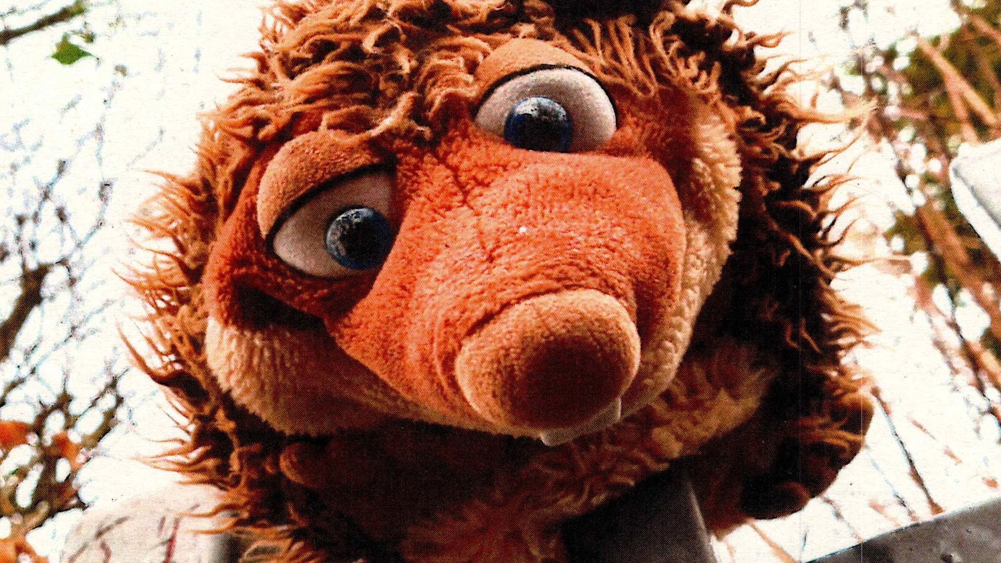 Die rührende Geschichte von Igel Isidor und seinem Ersatzmann