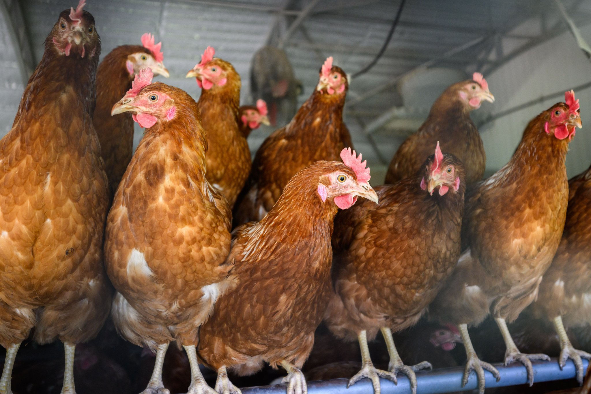 Warburg Hühner im Wald ausgesetzt Was passiert nun mit den Tieren?