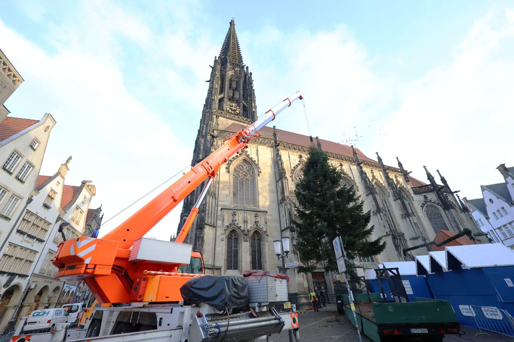Für die Adventszeit: Weihnachtsbaum steht nun der vor Lambertikirche
