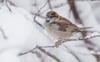 Der Haussperling ist der derzeit meist gesichtete Wintervogel in Deutschland, obwohl er dieses Jahr deutlich weniger gezählt wurde als 2024. (Archivbild)