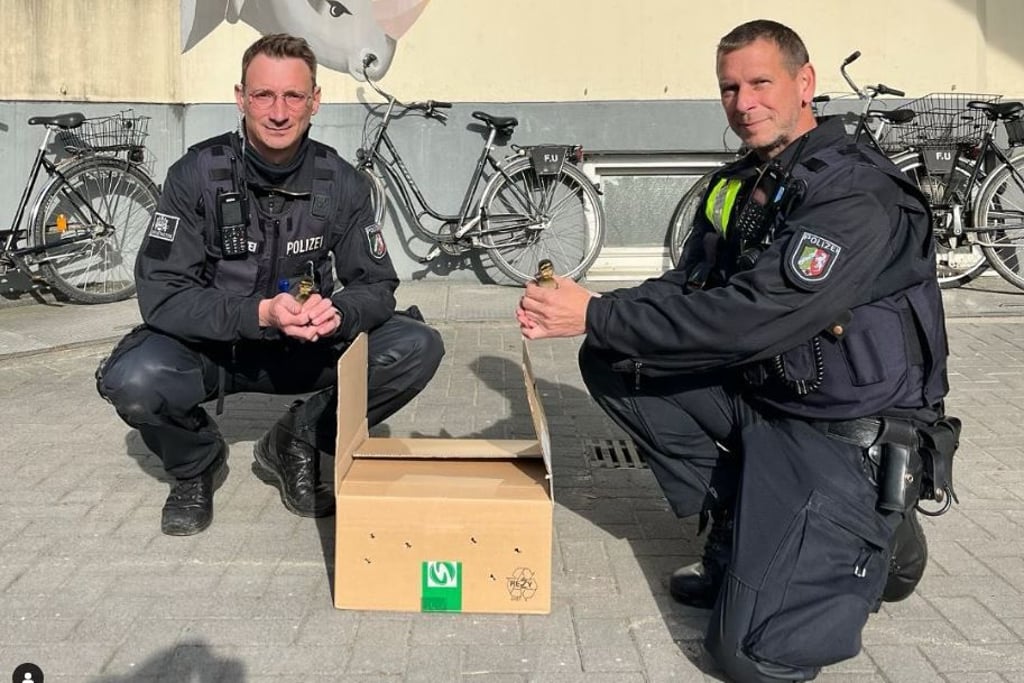 Unterwegs Richtung Autobahn – Polizei rettet sechs Küken von der Straße