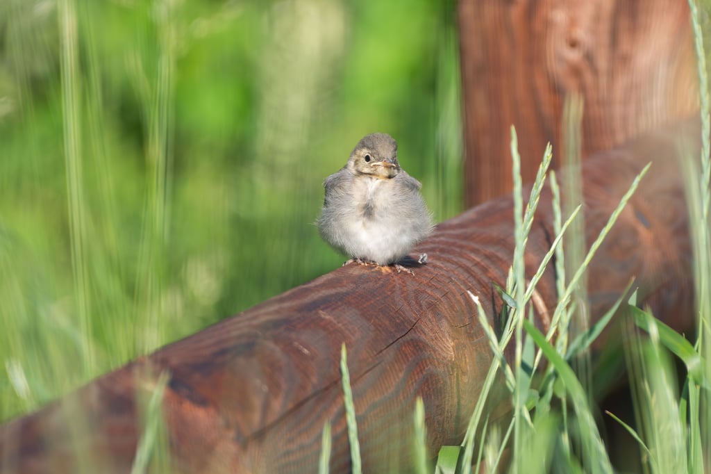 Naturserie: Im Reich der Vogel-Grazien