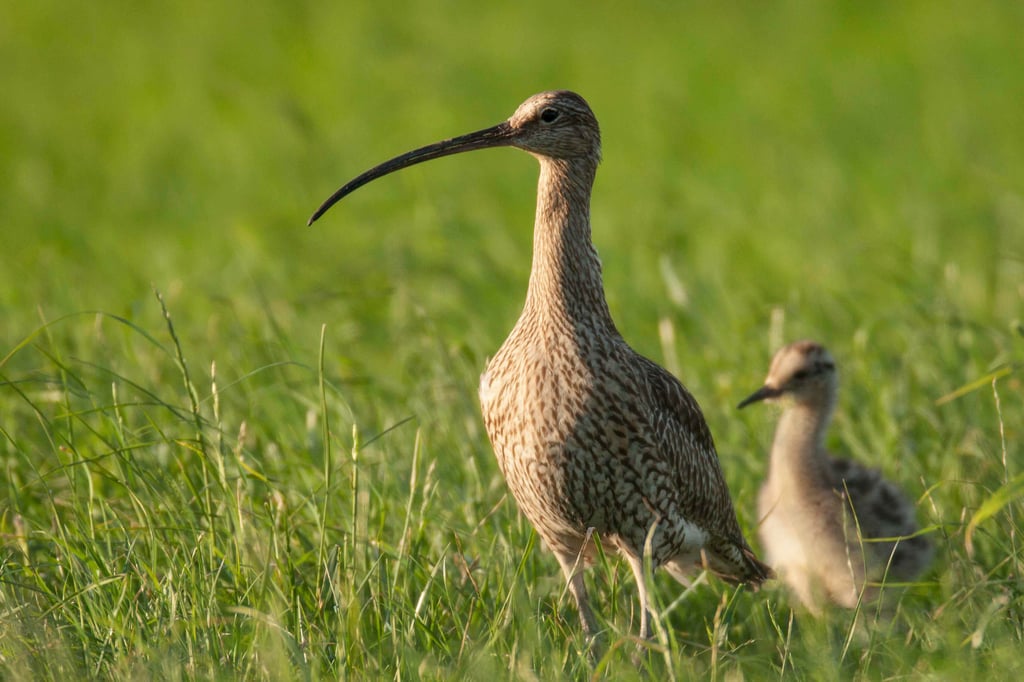 Naturschutzverbände kritisieren Gemeinde Hille