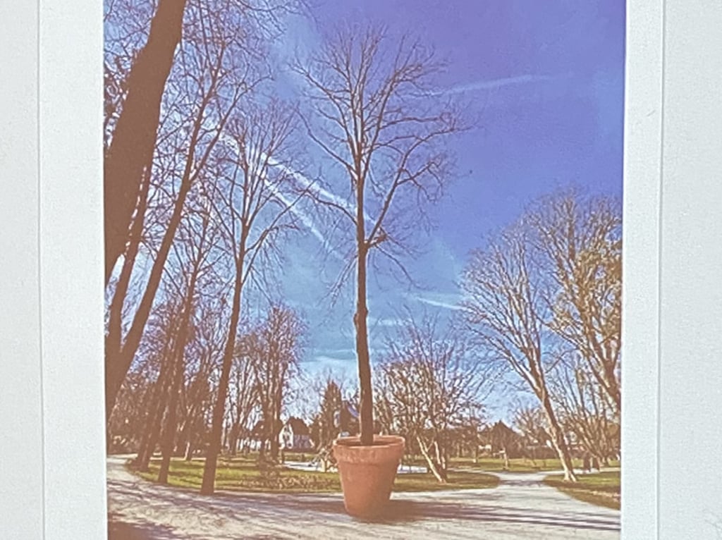 Baum im Riesentopf: Ulrichs-Werk für den Ahlener Stadtpark