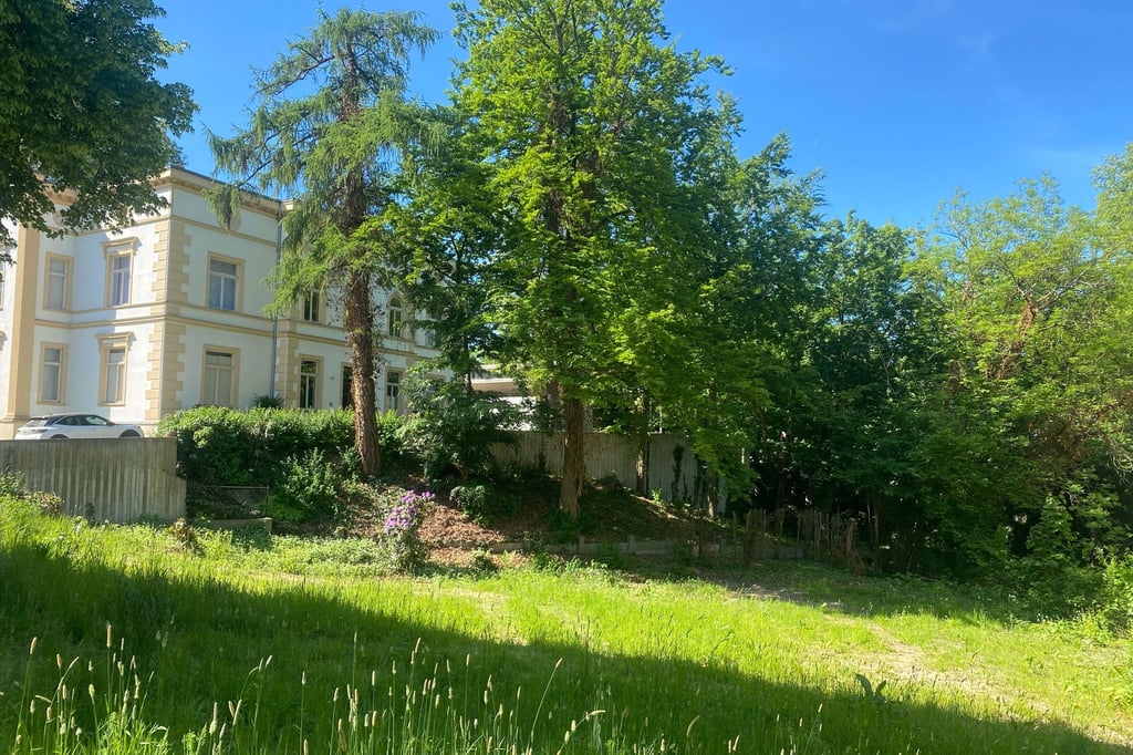 Neugestaltung am Daniel-Pöppelmann-Haus: Sechs Bäume werden gefällt