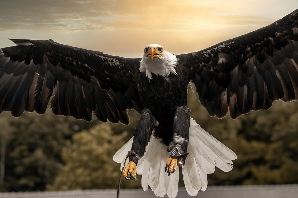 Greifvogel aus Adlerwarte Berlebeck gönnt sich Auszeit bei Cuxhaven