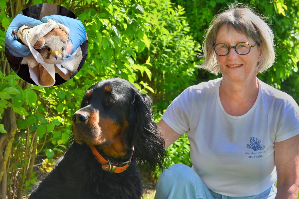 Warburgerin rettet Turmfalken