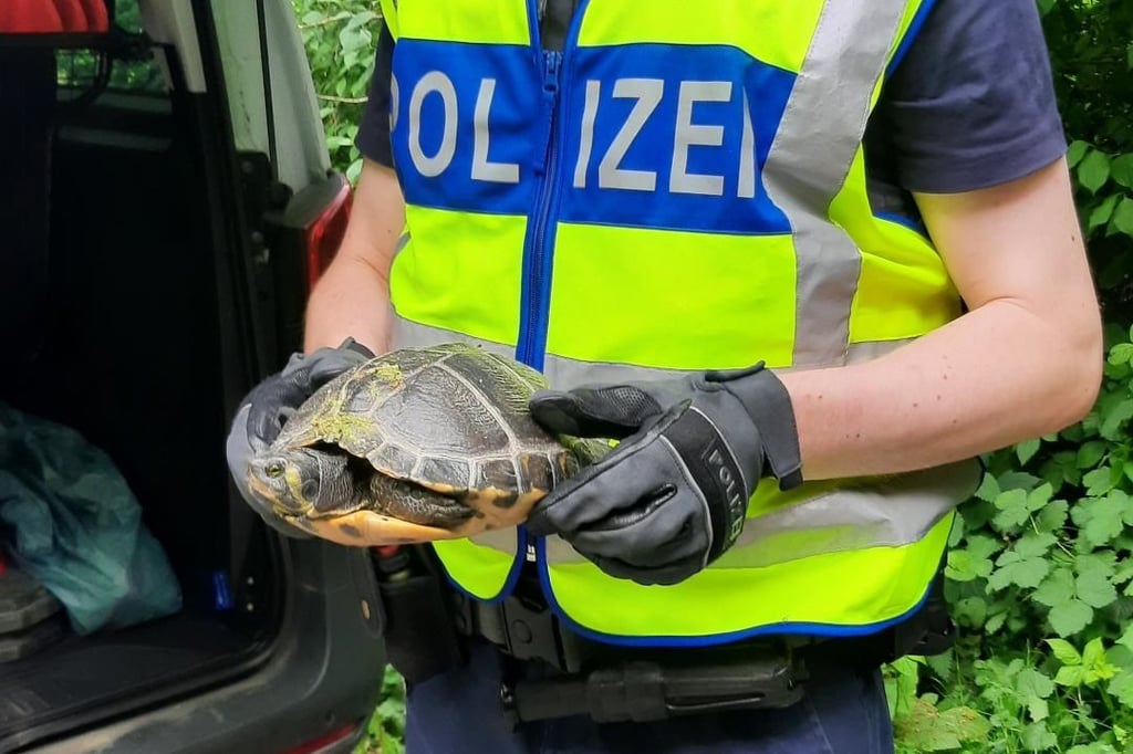 Schildkröte und Hund im Kreis Paderborn vor Zügen gerettet