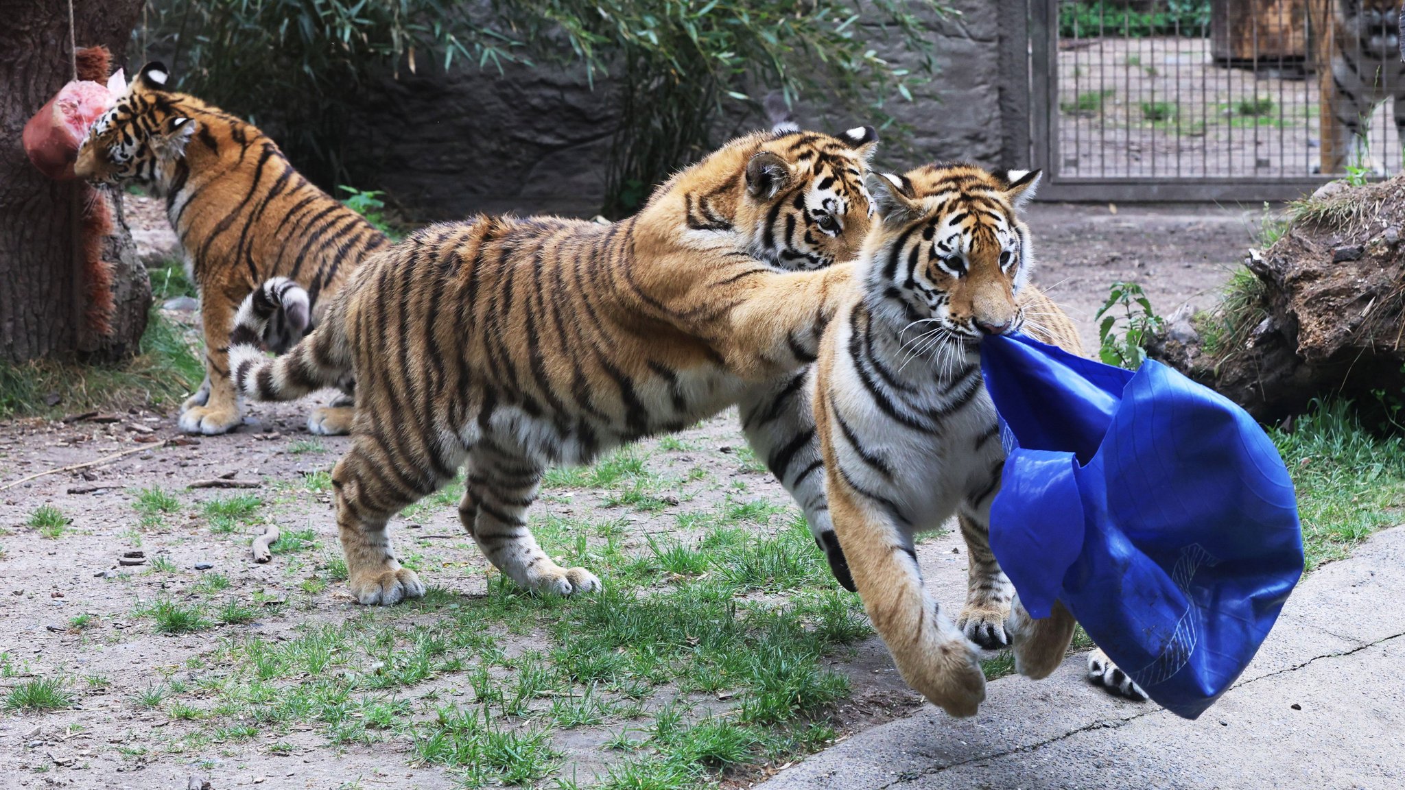 Party im Allwetterzoo Münster Vier kleine Tiger feiern Geburtstag