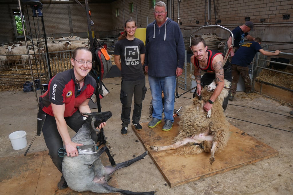 Wo es Schafen und Heidschnucken an die Wolle geht