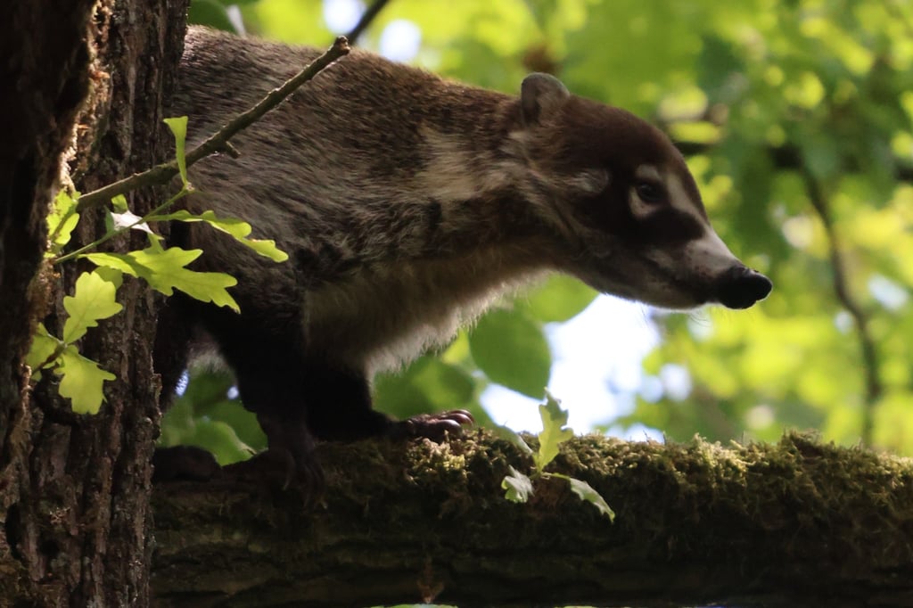 Nasenbär flüchtet auf Baum – Feuerwehr rückt aus