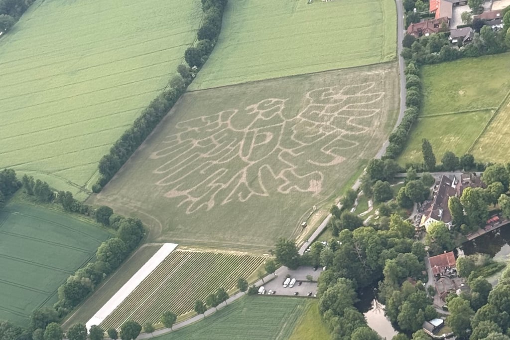 Maislabyrinth wächst: Ein Preußenadler zum Verirren