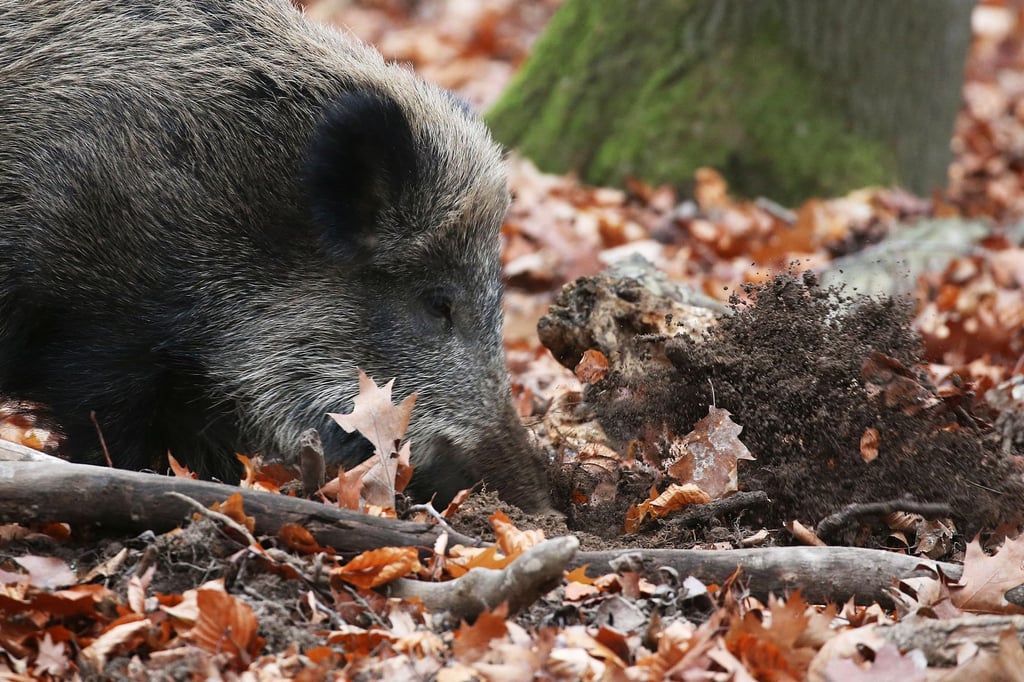 Farmers are concerned: African swine fever has reached North ...