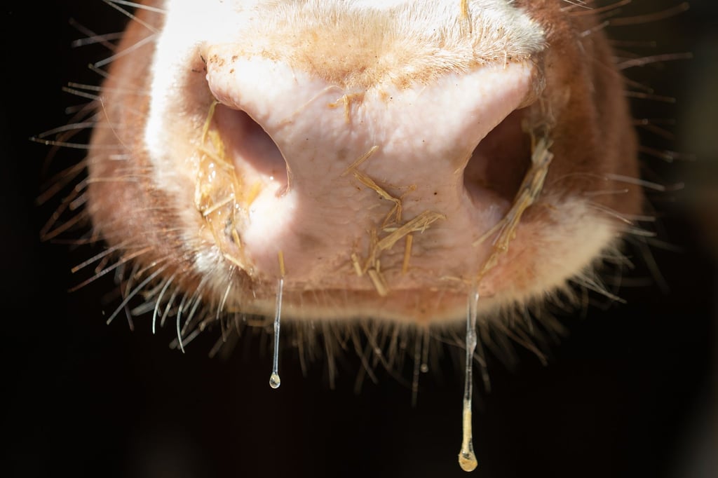 Suspicion of animal cruelty: Police search slaughterhouse