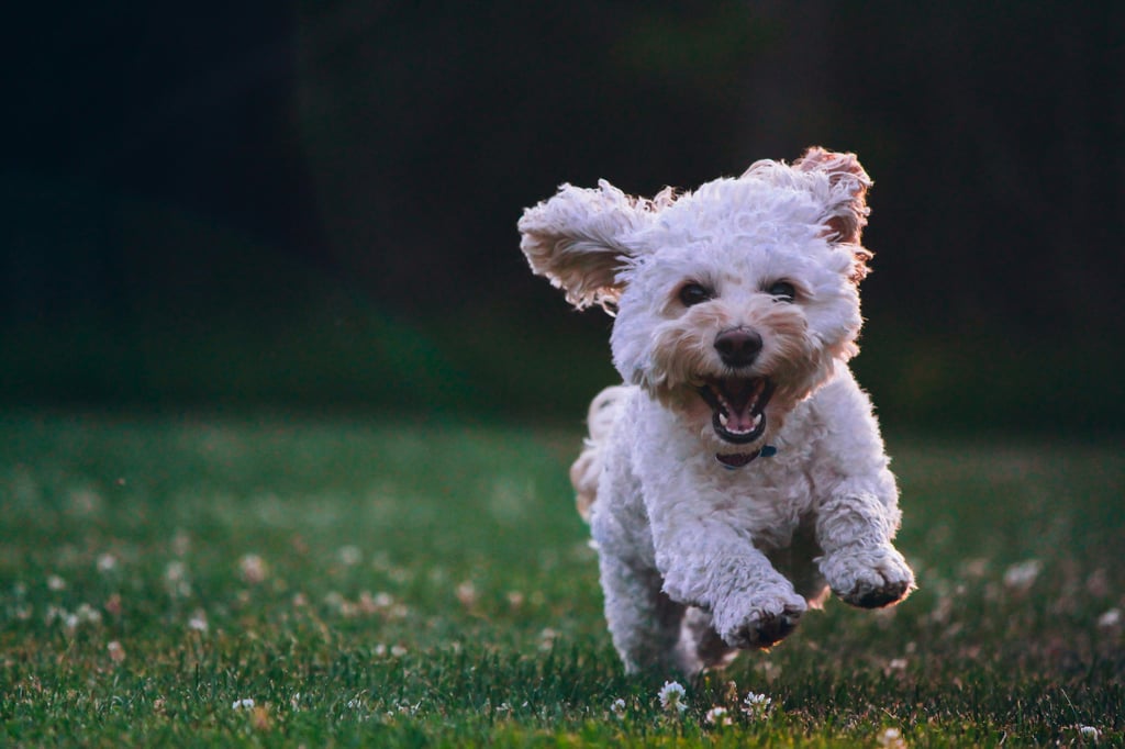 Uni-M-nster-erforscht-Hunde-Emotionen-und-sucht-Probanden