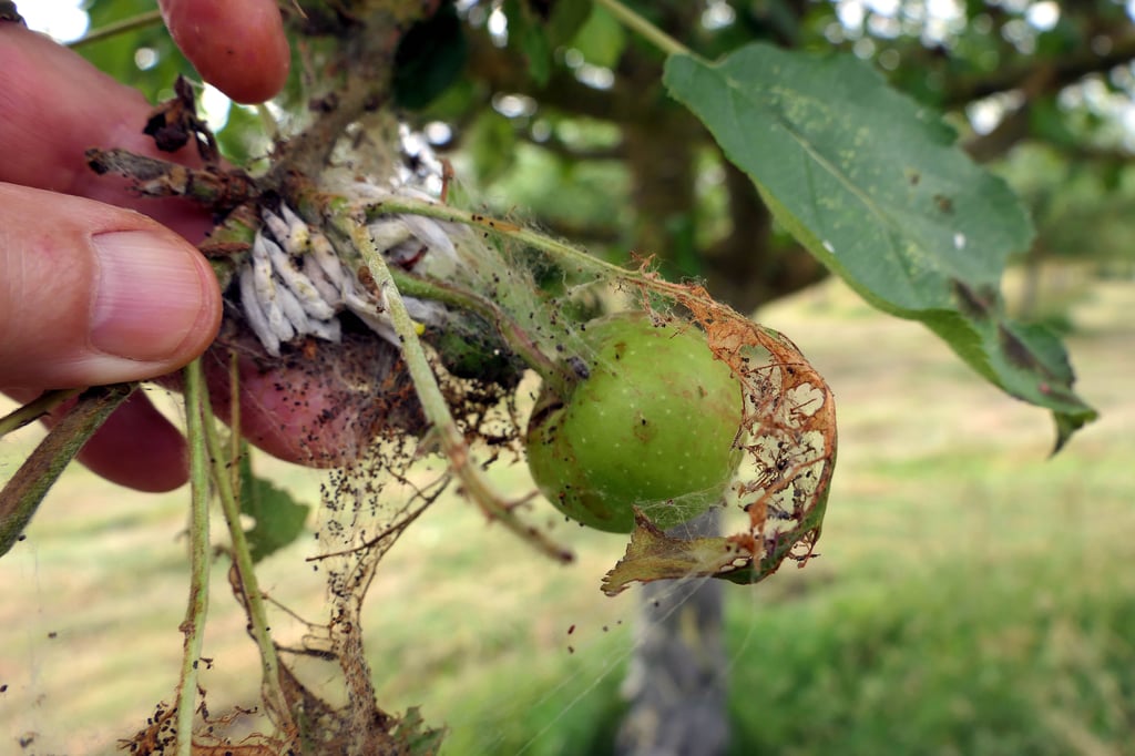 Gespinstmotten verärgern Obstbauern in der Region