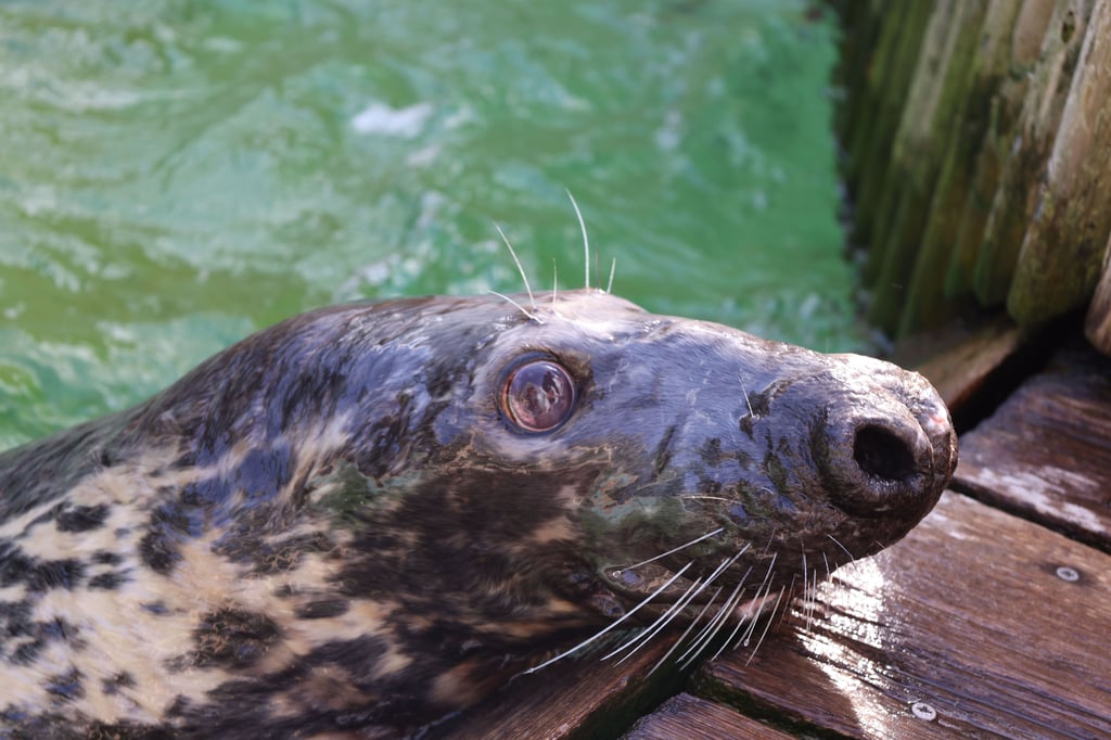 Kegelrobbe „Tiger“ musste eingeschläfert werden – aus einem traurigen Grund