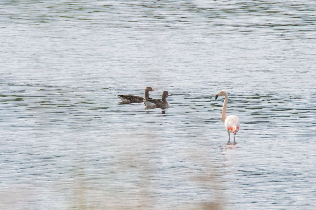 -Scheint-ein-Problem-zu-geben-Nur-noch-ein-Flamingo-im-Zwillbrocker-Venn