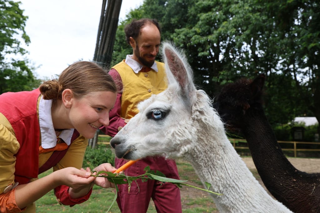 Neue-Bewohner-im-Giraffenhaus-Alpaka-Trio-zieht-in-M-nster-ein