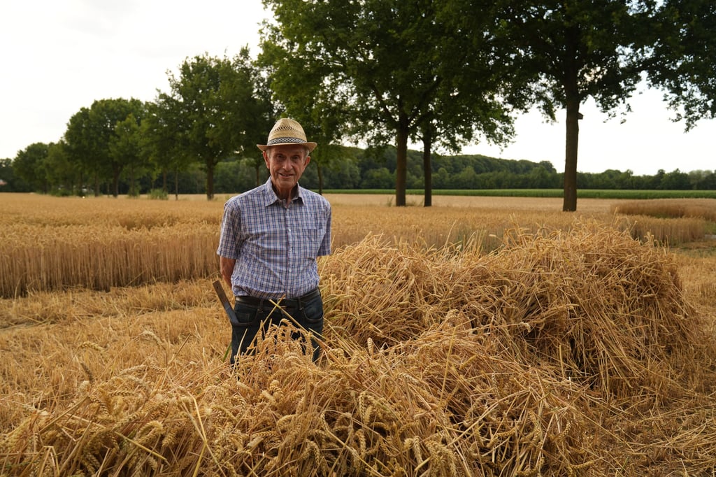 Sense statt Mähdrescher: Wie früher Getreide geerntet wurde