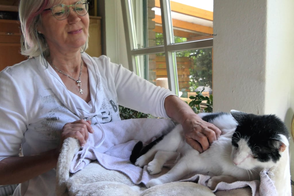 Kater-verletzt-war-es-ein-Waschb-r-