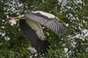 Der Schnabel der Jungstörche ist noch nicht rot durchgefärbt. Aber sobald die Youngster das Nest verlassen, können sie schon sicher fliegen.