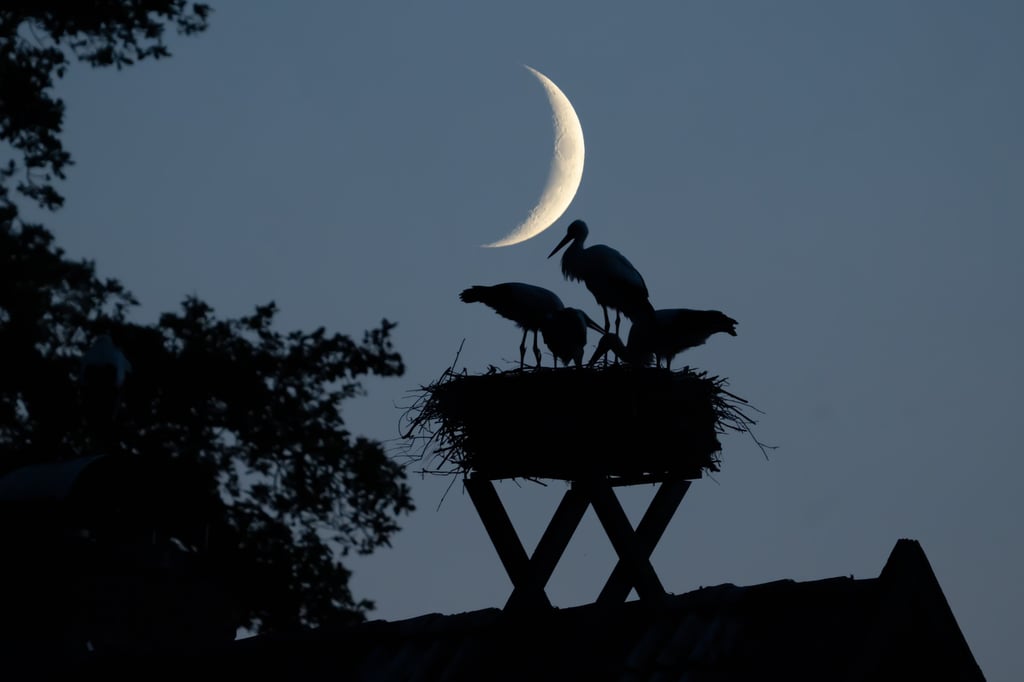Ein-Hingucker-M-nsteraner-gelingt-besonderes-Storchenfoto-bei-Nacht