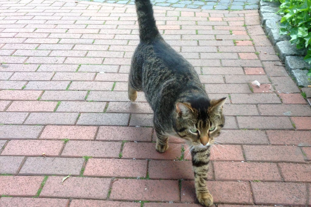 Kompromiss-mit-Gesundheitsamt-Neuer-Platz-f-r-Kater-Oskar