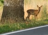 Reh voraus: Rund um Waldgebiete, Wiesen und Felder ist besondere Wachsamkeit und Bremsbereitschaft gefragt.