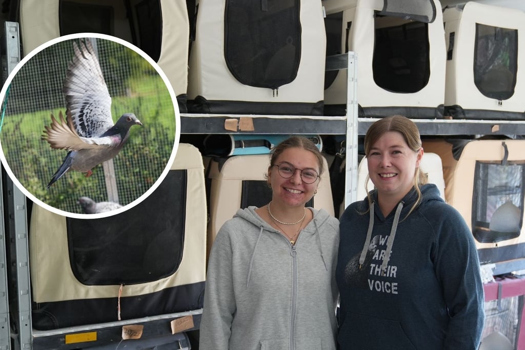 -Wir-werden-k-mpfen-Taubenfreunde-M-nster-suchen-neues-Grundst-ck
