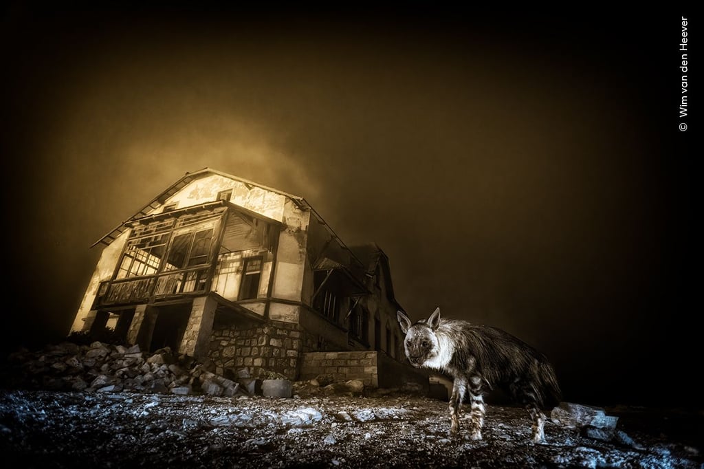 „Wildlife Photographer of the Year“: Pferdemuseum zeigt die 100 besten Naturfotos
