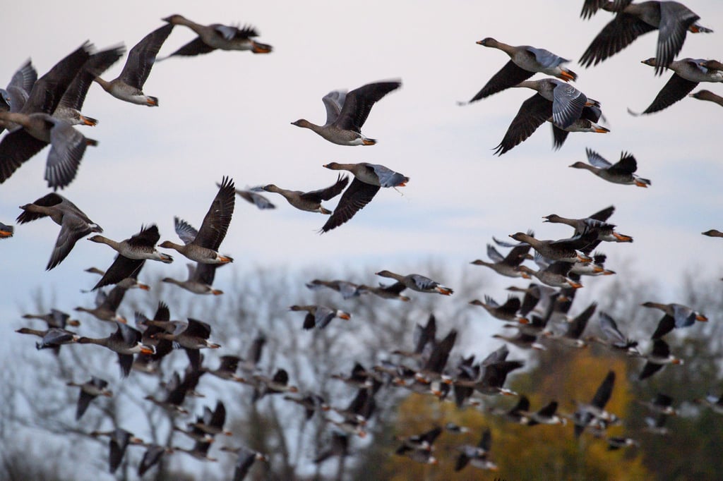 Vogelgrippe-Epidemie-Erreicht-das-Virus-auch-M-nster-