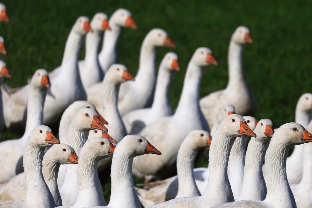 Neuer Geflügelpest-Verdachtsfall: Aufstallpflicht im gesamten Kreis ...
