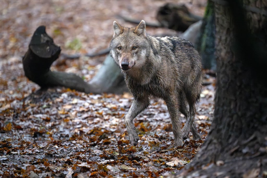 Nach-m-glichen-Wolf-Sichtungen-J-ger-fordern-nderungen-im-Jagdrecht