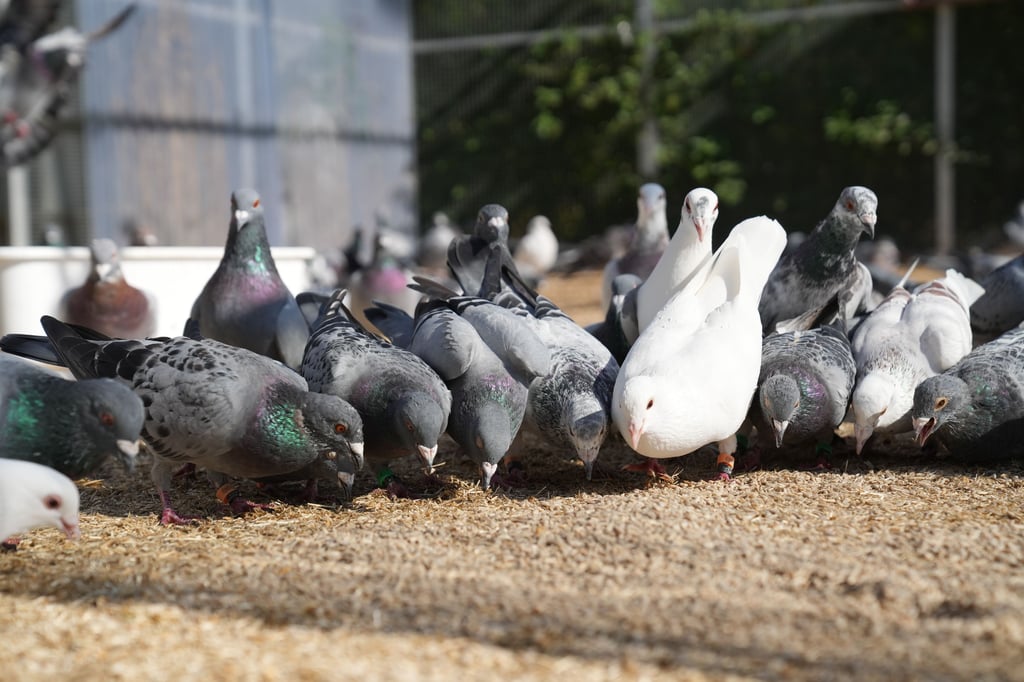 Taubenfreunde-M-nster-Situation-spitzt-sich-immer-weiter-zu