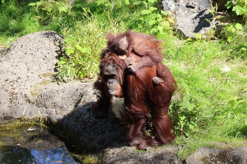 Netzwerk für die Orang-Utans