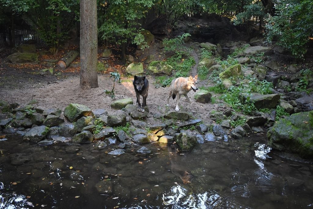 Traurige Nachrichten aus dem Allwetterzoo: Wolf „Gimli“ gestorben