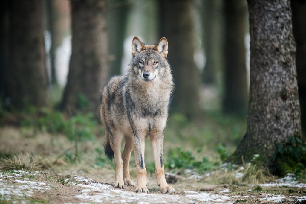 Begegnung mit einem Vierbeiner im Dunkeln: War es ein Wolf?