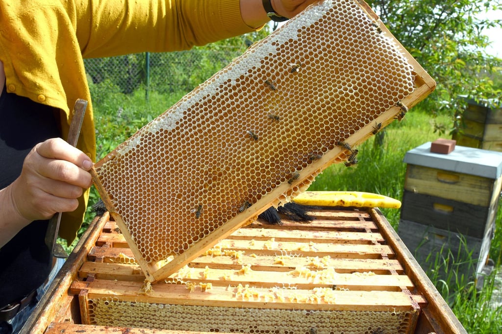 NRW-Imker-ernten-besonders-viel-Honig-Preis-steigt-etwas