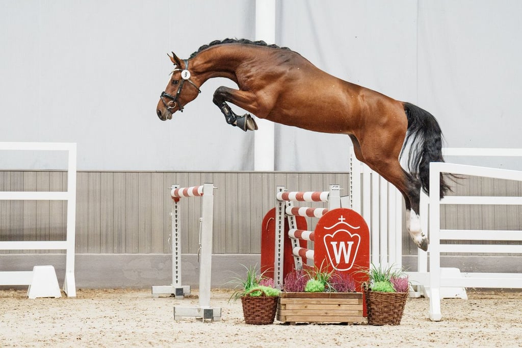 Topvererber der westfälischen Pferdezucht