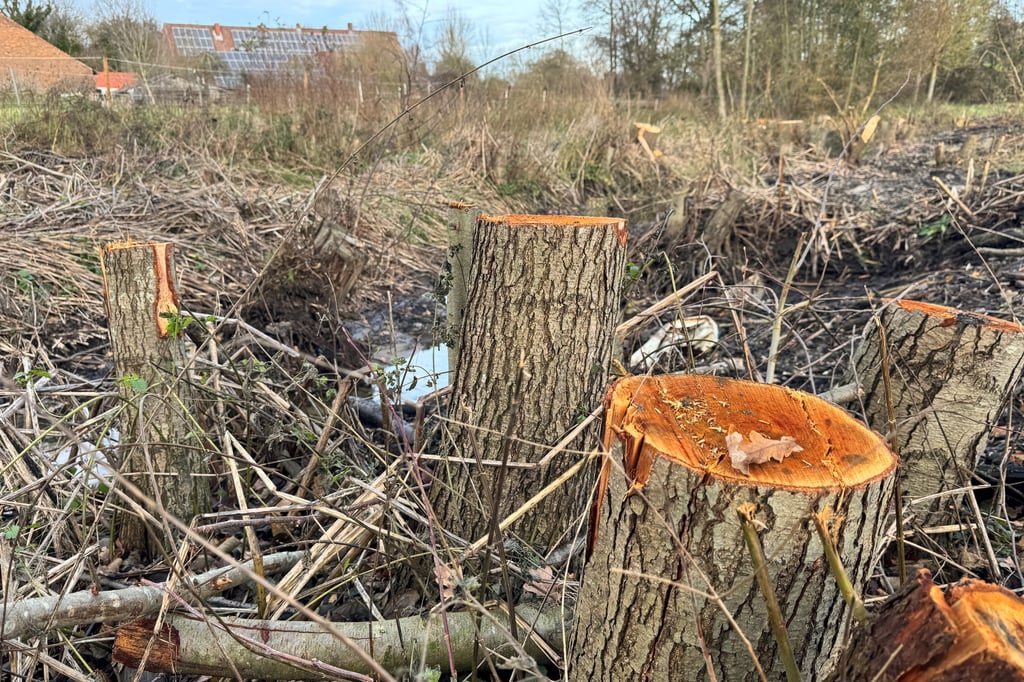 -rger-um-gef-llte-B-ume-am-Meckelbach