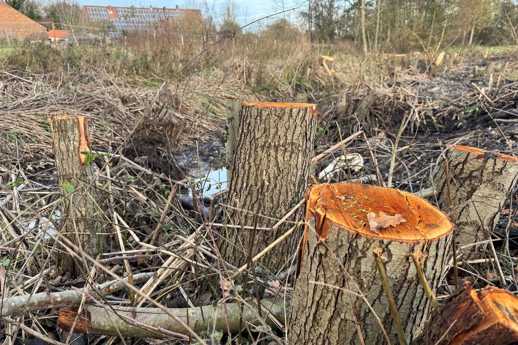 Auch-Wochen-nach-der-Rodung-gibt-es-Unklarheiten