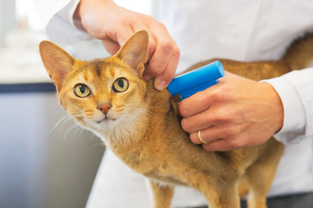 Hiltruperin findet zwei getötete Katzen in ihrem Garten