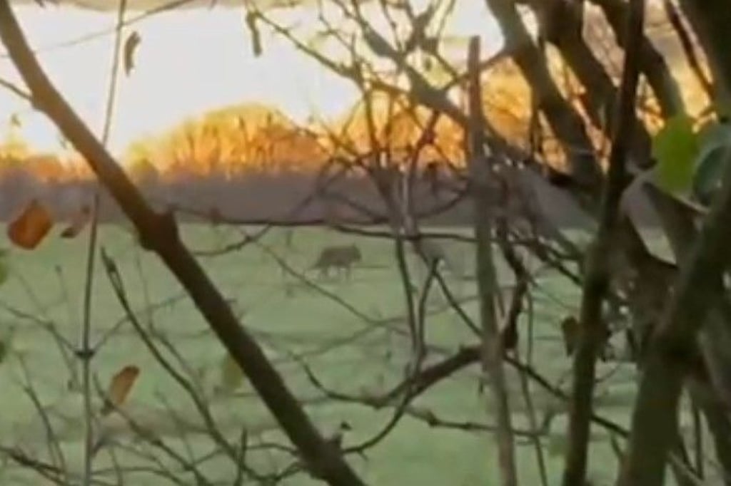 Zwei-m-gliche-Wolf-Sichtungen-innerhalb-weniger-Minuten