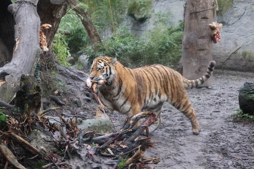 Tigernachwuchs-Mutter-Raya-hat-die-Schnauze-voll
